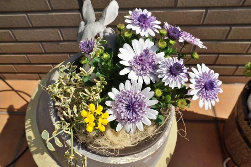 コロニラ・バレンティナを使った寄せ植え