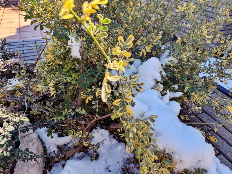 雪が積もる高層階ベランダでも元気なコロニラ・バレンティナ