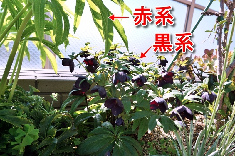 夏越しダメージ後　開花したクリスマスローズ　その後　2026年4月の様子　追記