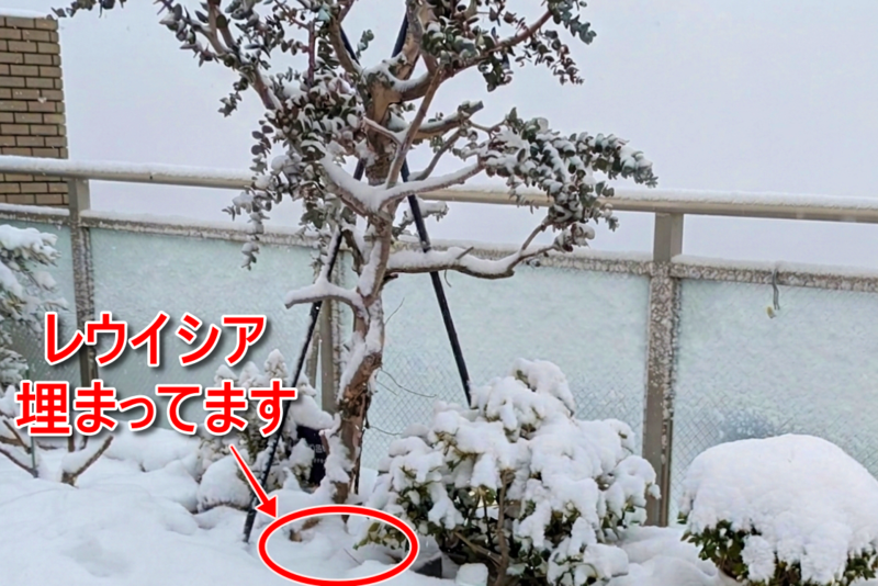 レウイシア 冬越し 雪 高層階 ベランダ 地植え