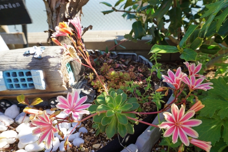 地植え 開花 レウイシア