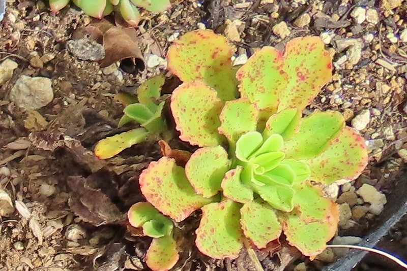 レウイシア 地植え 高層階 夏越し後 弱った状態アップ