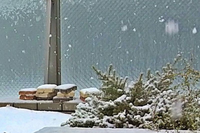 ウエストリンギア スモーキー 雪の日でも枯れずに耐えている様子