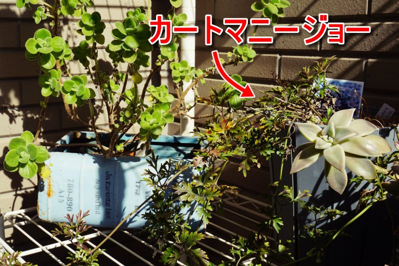 カートマニージョー ベランダ 放置 冬 高層階 栽培環境