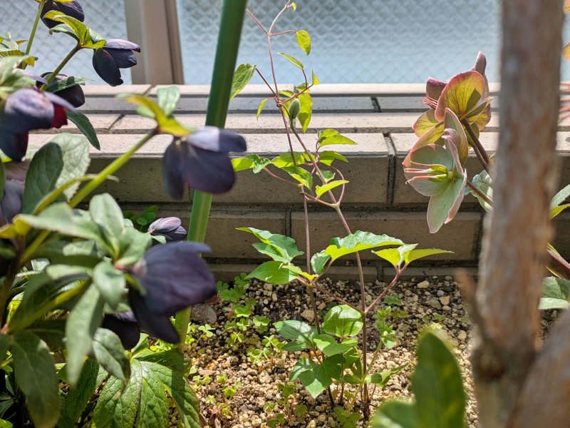 クレマチス 高層階 ベランダ 強風 芽吹き 開花しない 状態
