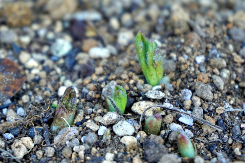ラナンキュラスラックス 発芽 初期 強風ベランダ 地植え