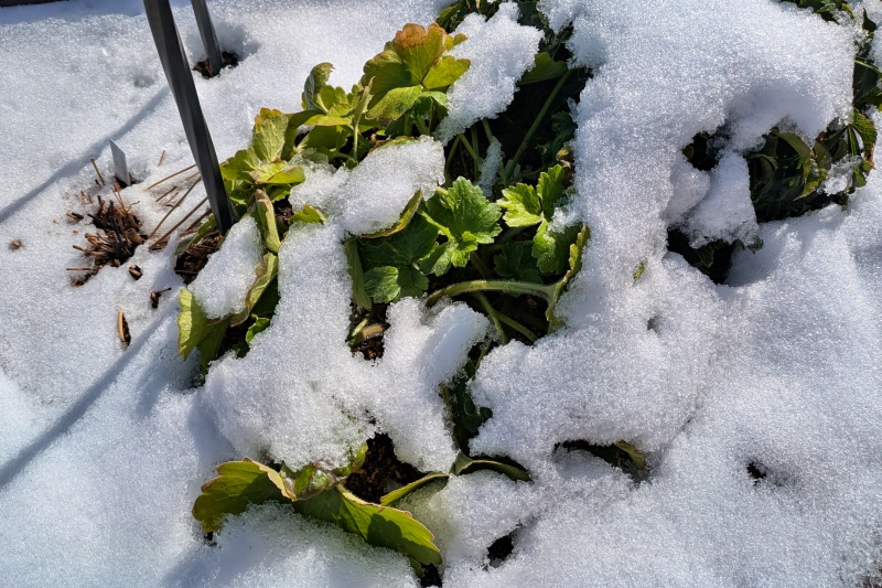 ラナンキュラスラックス 雪 冬越し ベランダ 地植え