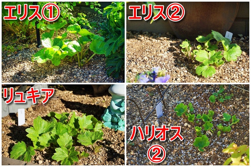 ラナンキュラスラックス 葉 展開 冬 地植え ベランダ