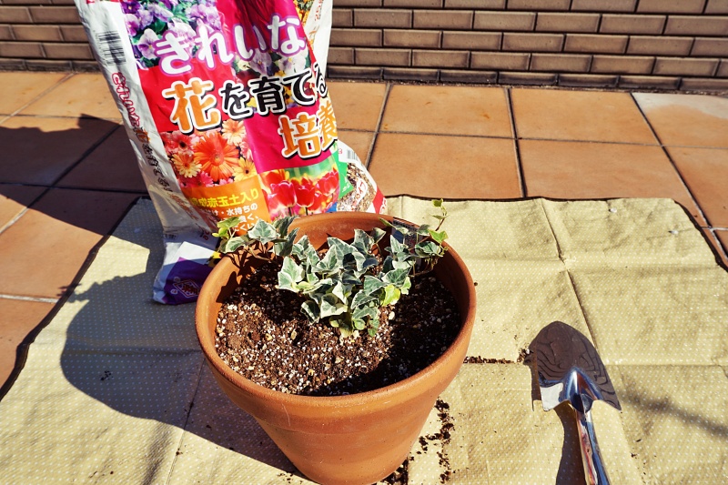 アイビーを素焼き鉢に植え替えたい状態