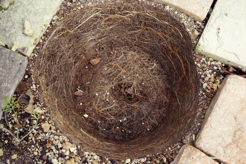 ハツユキカズラの鉢を持ち上げた直後 花壇の土が鉢の形に根で固まっている様子