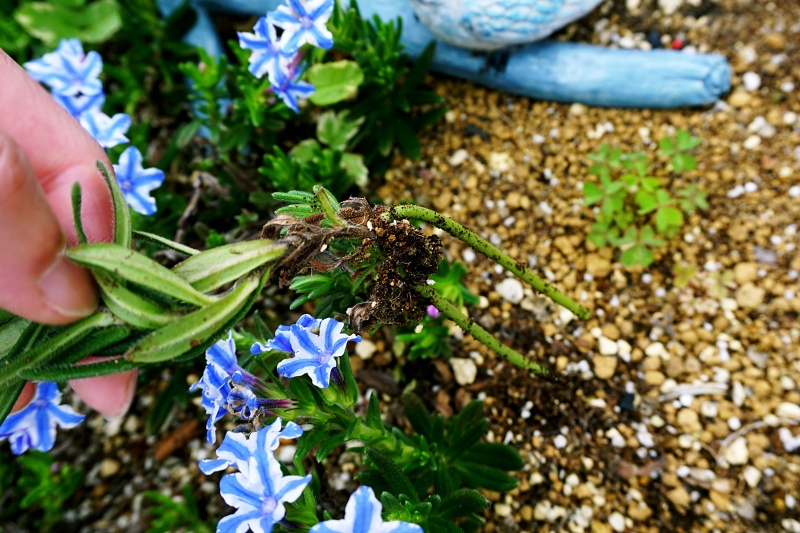 ミヤマホタルカズラ 根伏せ 発根 状態 茎から根が出ている様子