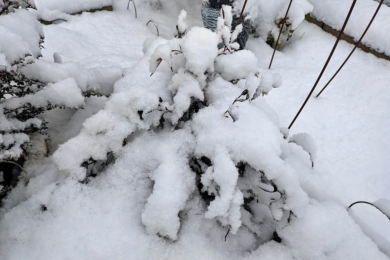 ストロビランティス ブルネッティ 雪 積雪 地植え 冬越し