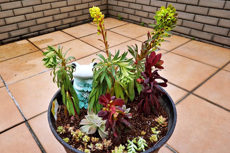ユーフォルビア 植え付け1週間後 まだしおれている状態