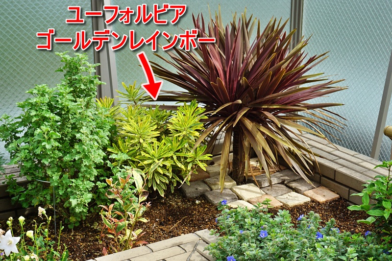 ユーフォルビア ゴールデンレインボー 夏越し後の様子