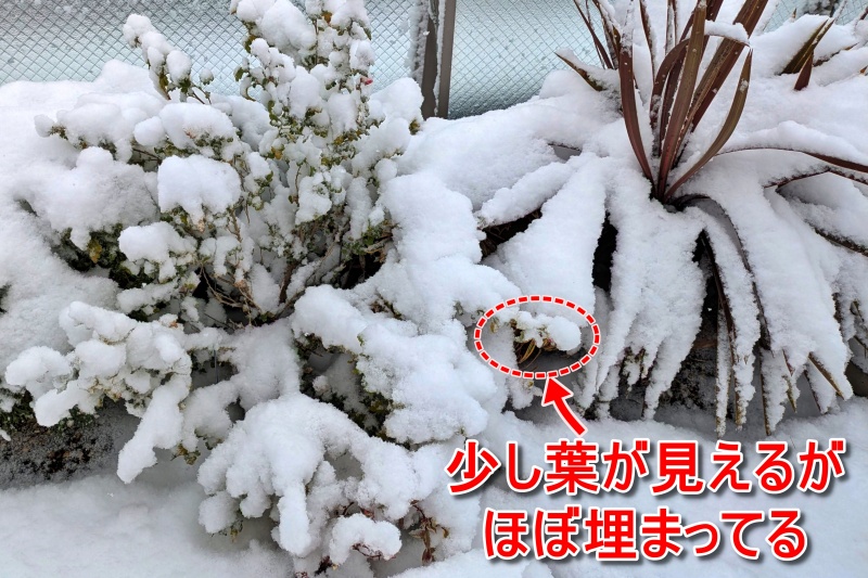 ユーフォルビア ゴールデンレインボー 雪に埋もれた様子