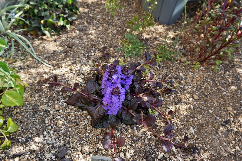 アジュガは日陰向きじゃなかった？同じ時期に植えた「ブラック