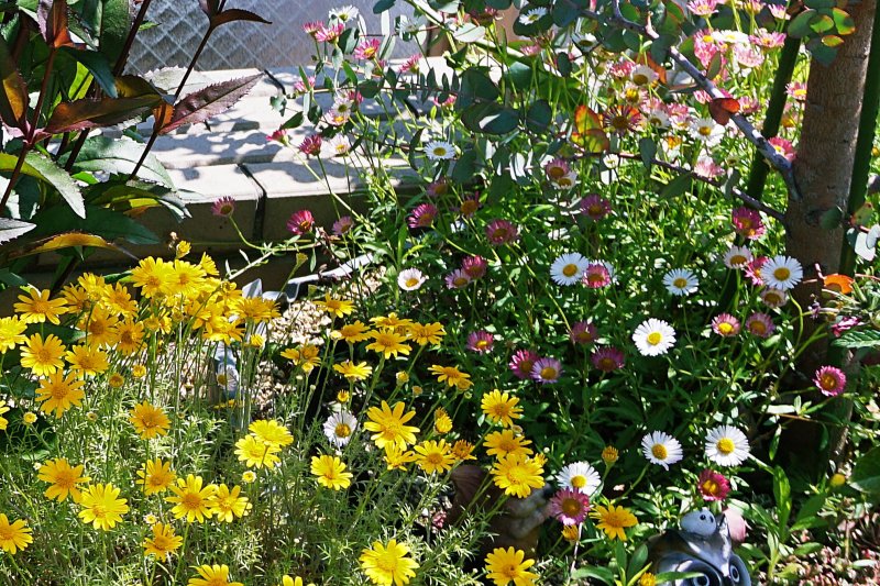 エリゲロン 白とピンクの花が咲く高層階ルーフバルコニー花壇