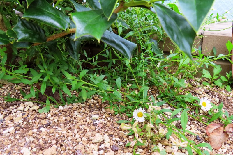 エリゲロン 花後の株姿 雑草のように見える様子
