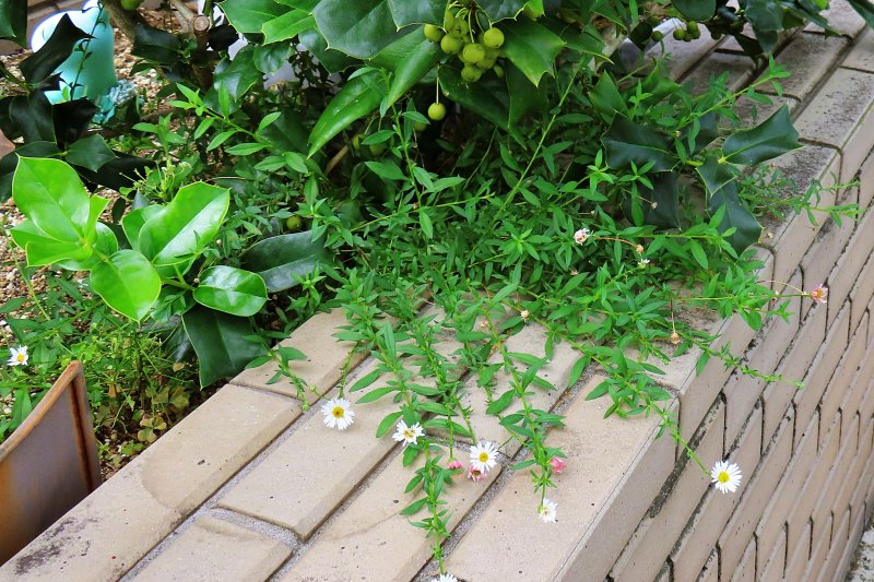 花壇をはみ出すエリゲロン　雑草にみえる
