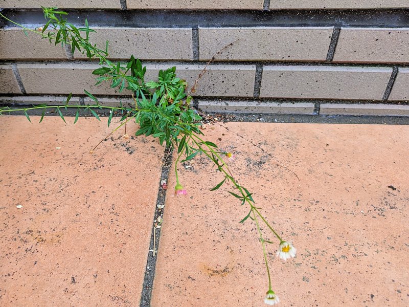 エリゲロン こぼれ種でタイルの隙間から咲いた様子