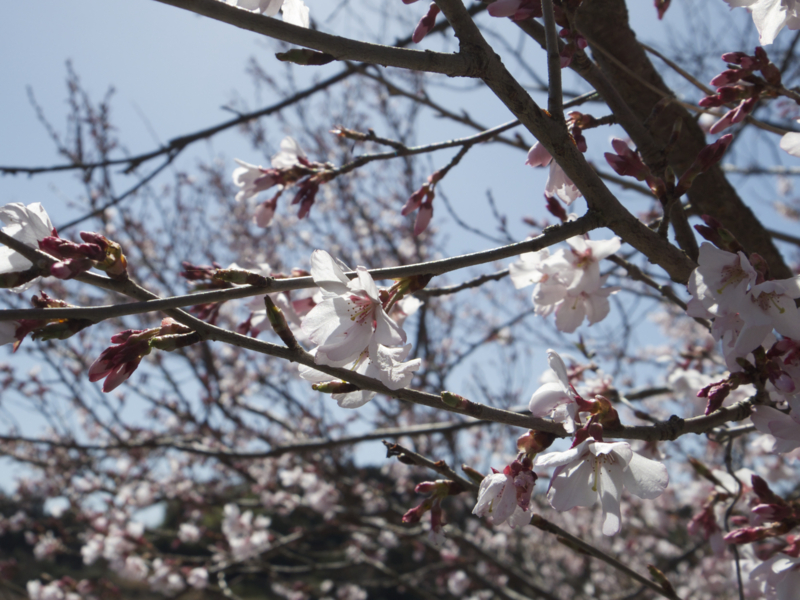 f:id:Bamapana:20130321124910j:image:w640