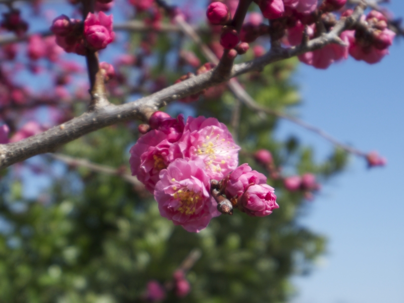 f:id:Bamapana:20130321125025j:image:w640
