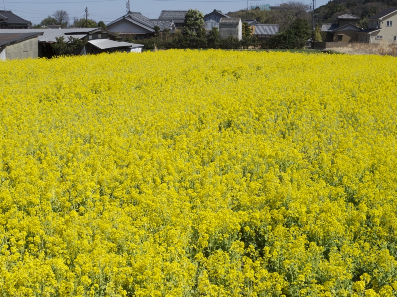 f:id:Bamapana:20130321125104j:image:w640
