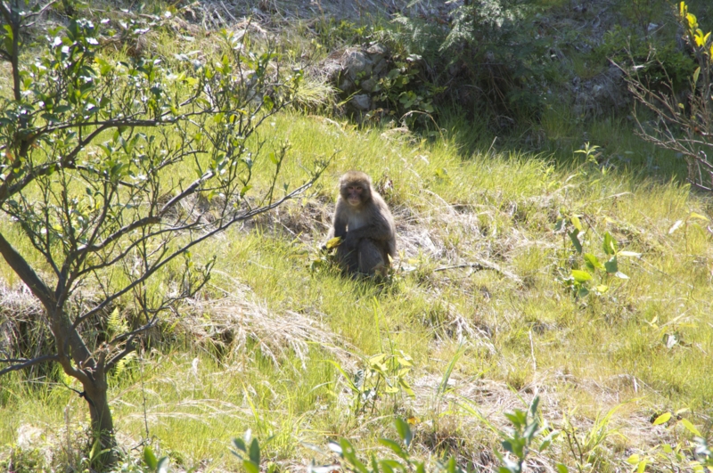 f:id:Bamapana:20130507133517j:image:w640