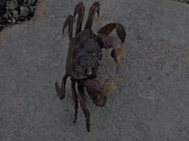 f:id:Bamapana:20140726191049j:image:w640 f:id:Bamapana:20140726191049j:image:w640