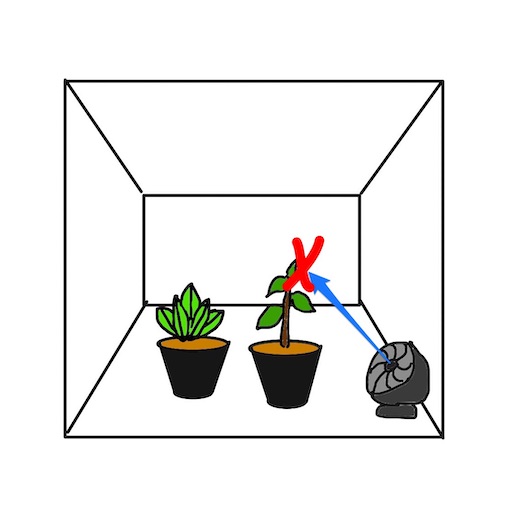 植物に風を当てるとなぜいいのかを考えてみた 風を直接当てるのは良くない yの観葉植物 Discussion Note 植物に風を当てるとなぜいいのかを考えてみた 風を直接当てるのは良くない yの観葉植物 Discussion Note