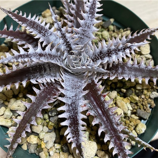 Dyckia Neo ラスト Dyckia 'All Star' BBY流の育て方&生育記録 Vol. 1 - BBYの観葉