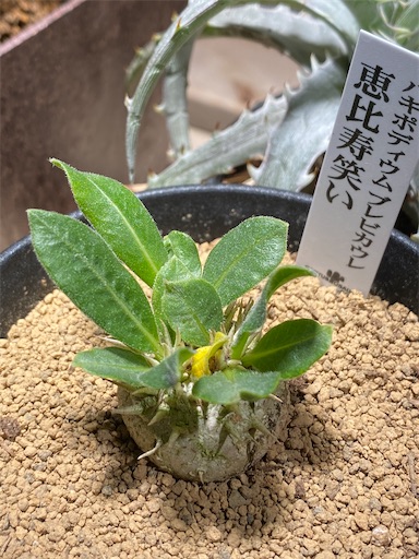 Pachypodium 130A 恵比寿笑い Pachypodium brevicaule パキポディウム