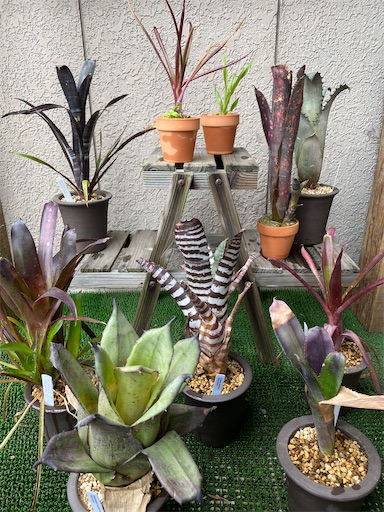 ビルベルギア スターダスト① 抜き苗 タンクブロメリア 観葉植物