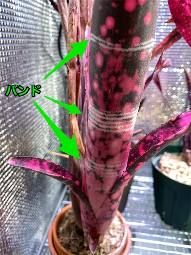 Billbergia（ビルベルギア）の育て方を模索する Vol. 2 ~ 理想の