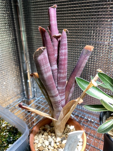 超人気新品 Vol. Billbergia（ビルベルギア）の育て方を模索する 2 理想の ~ ブロメリア・エアープランツ