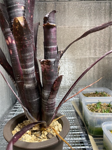 Billbergia（ビルベルギア）の育て方を模索する Vol. 2 ~ 理想の