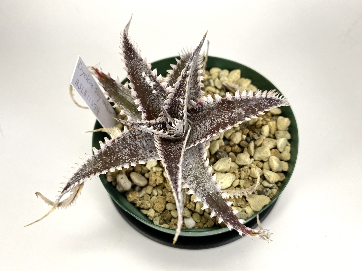 その他観葉植物 Dyckia tracking その他観葉植物 Dyckia tracking a0590_【PSC202】Dyckia Tracking