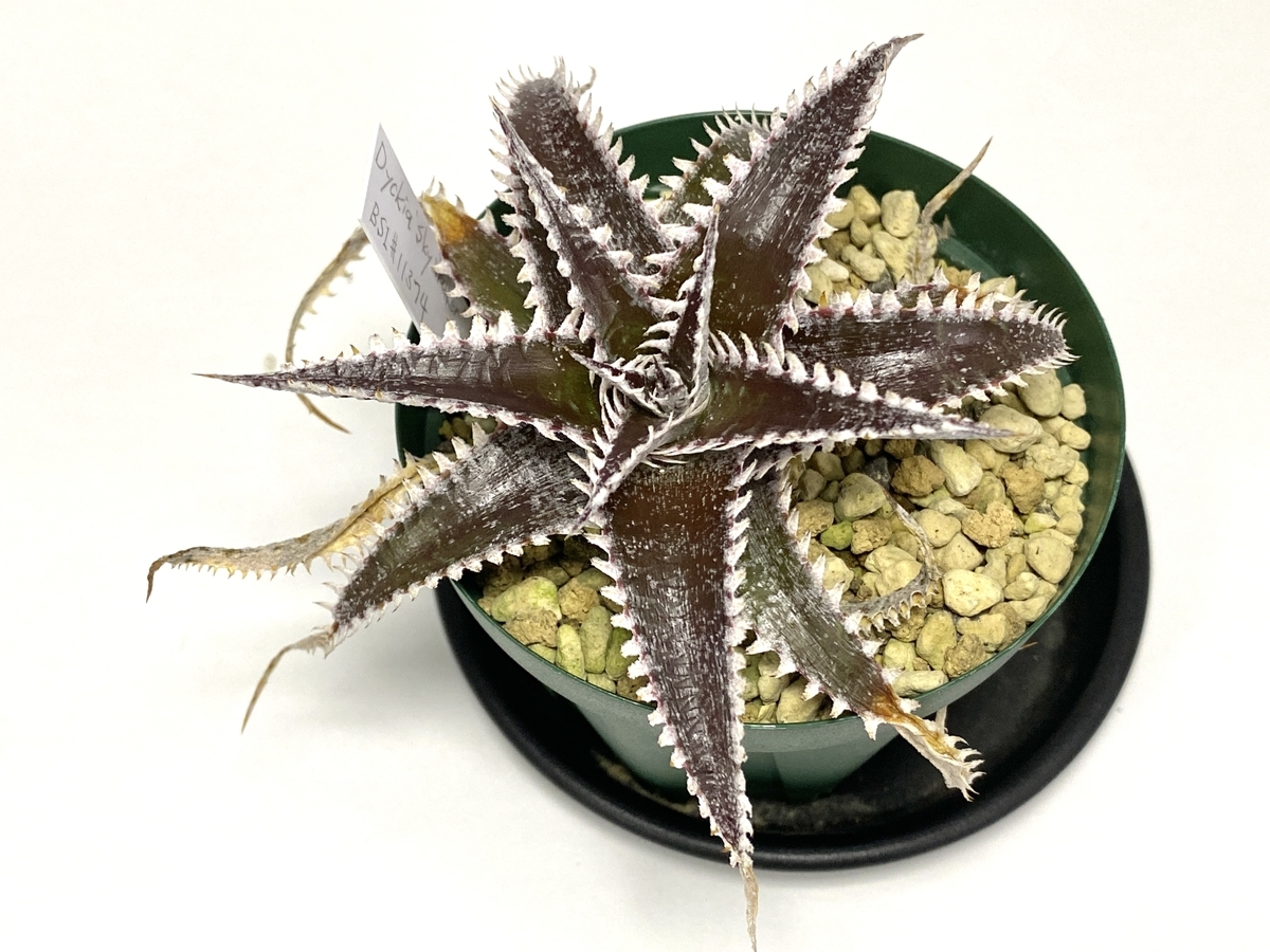 Dyckia 'Sky walker' の生育記録＆BBY流の育て方 - BBYの観葉植物