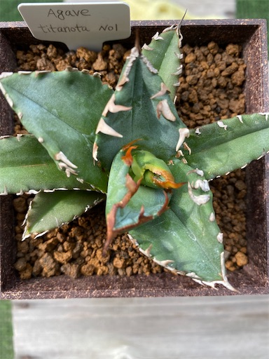 Agave titanota ' No. 1 ' （アガベ チタノタ 'ナンバーワン