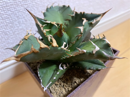 Agave titanota ' No. 1 ' （アガベ チタノタ 'ナンバーワン