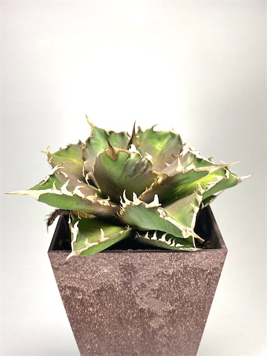 Agave titanota ' No. 1 ' (アガベ チタノタ 'ナンバーワン Agave titanota ' No. 1 ' (アガベ チタノタ 'ナンバーワン