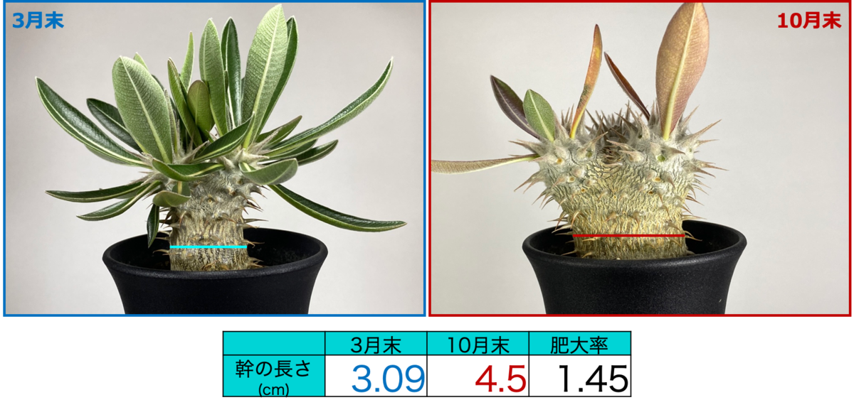 パキポディウムはぷっくり太ったのか 今までの仮説を検証してみた yの観葉植物 Discussion Note パキポディウムはぷっくり太ったのか 今までの仮説を検証してみた yの観葉植物 Discussion Note