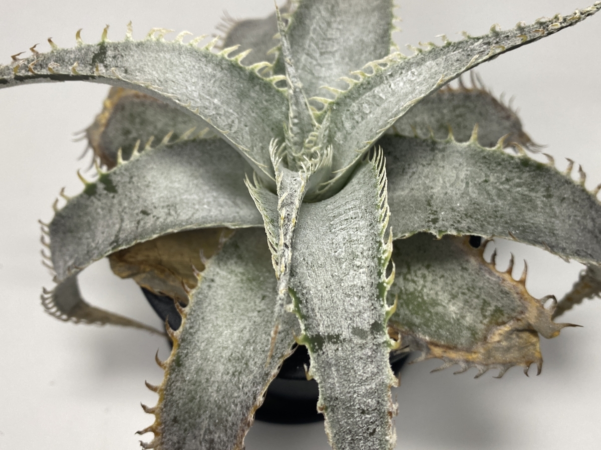 Dyckia 'T-Rex' (ディッキア ' ティーレックス ') の生育記録 〜Dyckia