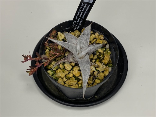 Dyckia CHU-txBill Baker's ×braunii ディッキア（Dyckia