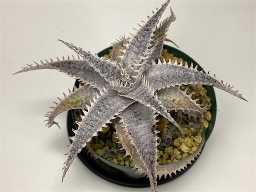 その他観葉植物 Dyckia tracking Dyckia tracking code FWF ディッキア - メルカリ