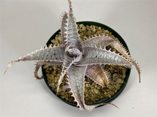 Dyckia 'HU-5 × Bill Baker' の生育記録 - BBYの観葉植物 Discussion Note