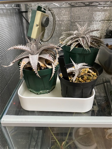 確認用② 5ディメンション 5Dimension ディッキア 発根済みカキ子 確認