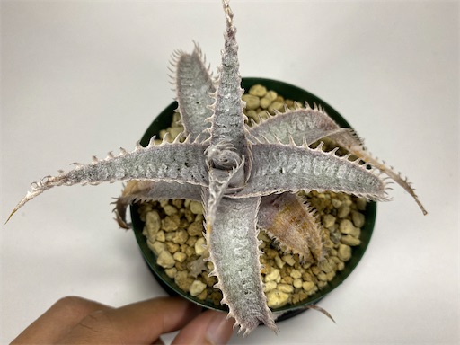 Dyckia 'HU-5 × Bill Baker' の生育記録 - BBYの観葉植物 Discussion Note