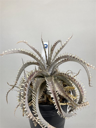 Dyckia Nagas hybrid PS#03 の生育記録 - BBYの観葉植物 Discussion Note