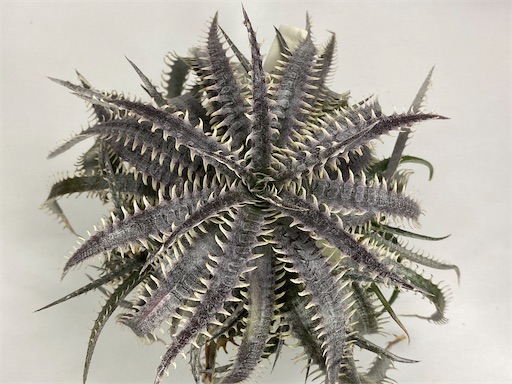 Dyckia Nagas hybrid PS#03 の生育記録 - BBYの観葉植物 Discussion Note
